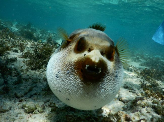 いよいよシュノーケリング。かわいいフグちゃんがいました。