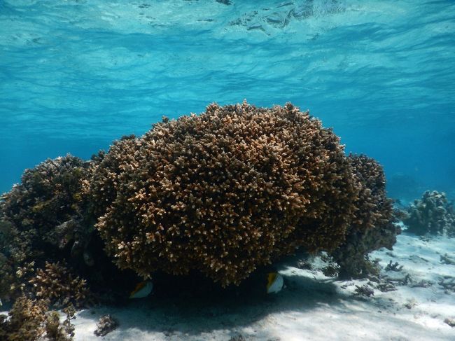 魚がサンゴの下に隠れています。水面からサンゴまで深さがあるので泳ぎやすかったです。