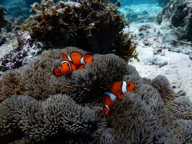 ニモもいました。めちゃくちゃ可愛い。<br />初日のダイビングスポットよりも全体的に良かったです。