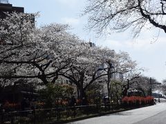 播磨坂の桜がいっきに咲き始めたので、散策に行ってきました。