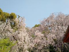 参拝を終え神苑を周ります。