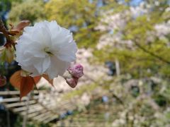 ソメイヨシノは終わりかけなので
八重桜のシーズンが始まっています。