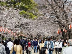 上野恩賜公園　さくら通り