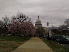 最初に来たのは国会議事堂です。
こちらも桜が沢山咲いています。