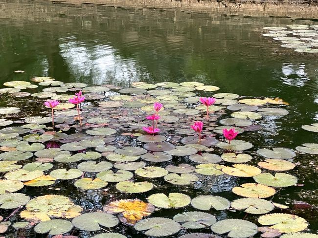 お堀の蓮の花。<br /><br />朝のツアー客ともお別れ。<br />皆さんアンコールワットの1日観光を申し込んでいるけどほんの少しの内容の違いでグループが分かれるようでした。<br /><br />