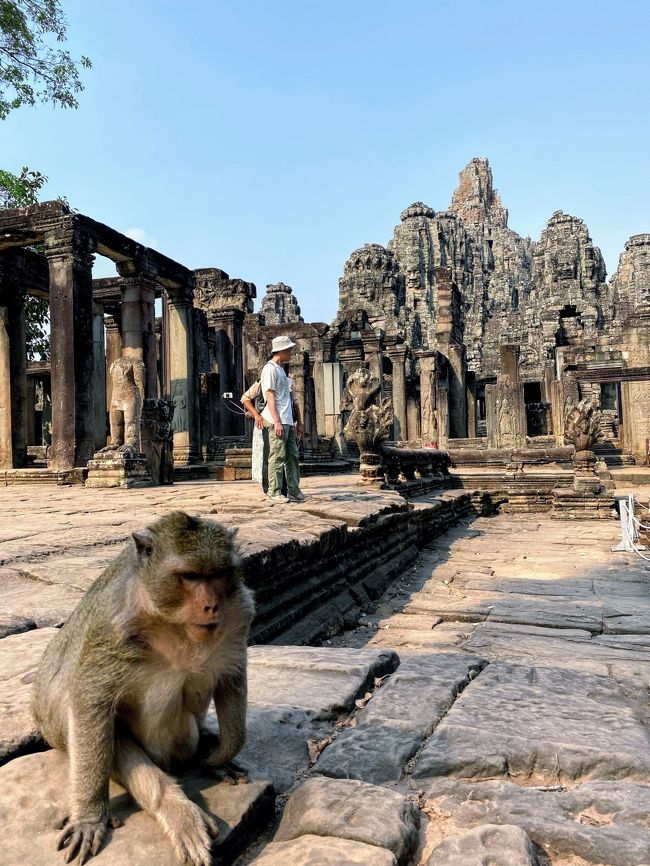 バイヨンの野生のサルさん。<br />観光客を意識することもなく自然体で馴染んでます。<br />