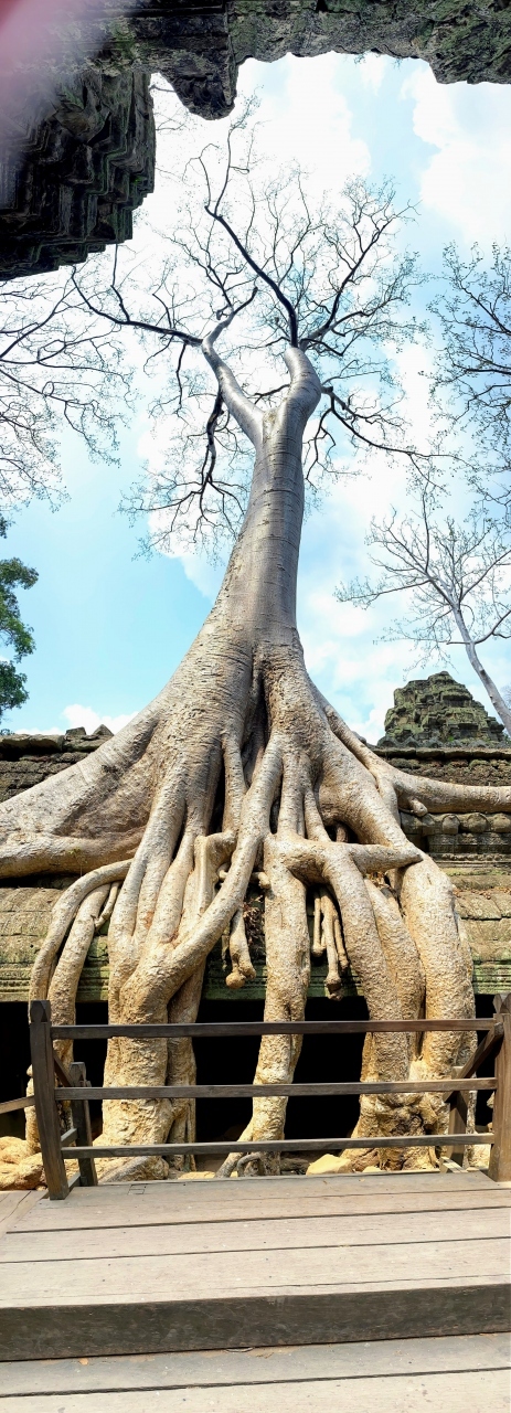 タプロームは、撮影スポット多いです！<br /><br />木が大きいのでパノラマ撮影。<br />ガイドさんからパノラマ撮影を学びました。<br />上部に何かが映り込んじゃった(;^_^A<br /><br />ガイドさんが撮ってくれた私の記念写真は、載せないけどバッチリ映ってます！