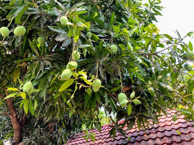 手入れされたお庭には、鈴なりのマンゴー！<br />これからがシーズンのようです。