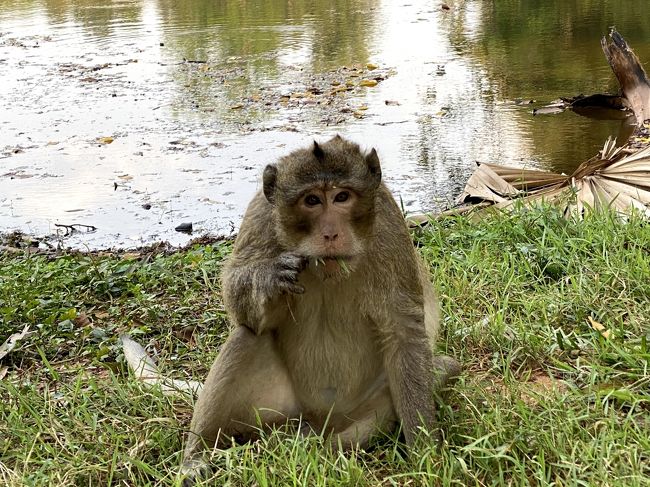 出口から少し歩いた場所で野生のサルの親子に出会いました。<br /><br />マイペースなお父さんサルは、草を食べながらカメラ目線。