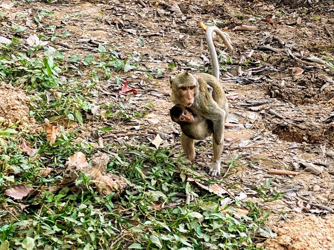 お母さんサルは、子供を抱えて警戒してます。<br /><br />威嚇されかけたので急いで逃げました。