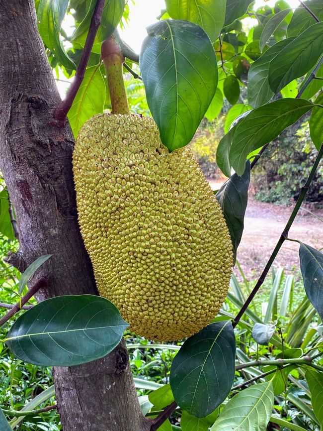 この巨大な実は何？