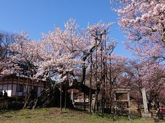 満開の神代桜