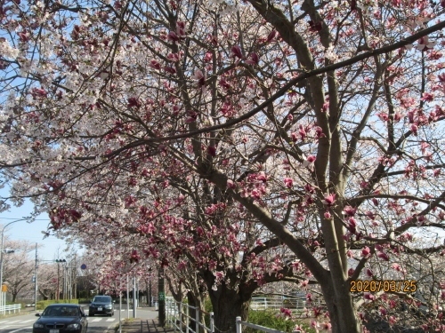 柏市の柏の葉 県民プラザ前 桜とモクレン 柏 流山 千葉県 の旅行記 ブログ By 中国の風景さん フォートラベル