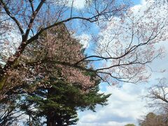 兼六園　
桜が一部咲き始めていました。今年の開花予報は3/26とのことでした。