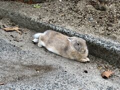 大久野島に着きました。さっそくうさちゃんが！