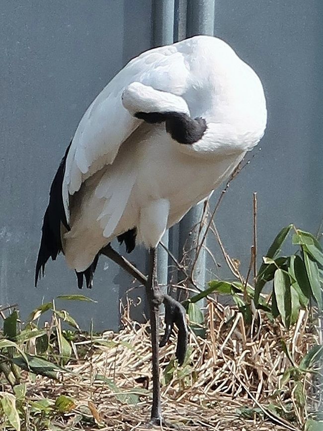 津軽-6 〔タンチョウ〕丹頂鶴自然公園のケージ内で ☆中国