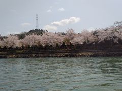 桜と湖と青空、壮観です。