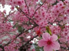 ソメイヨシノだけではなく陽光桜も幾つか植えられています。