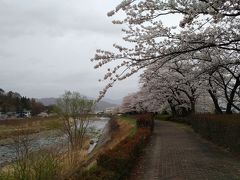 依田川桜堤防