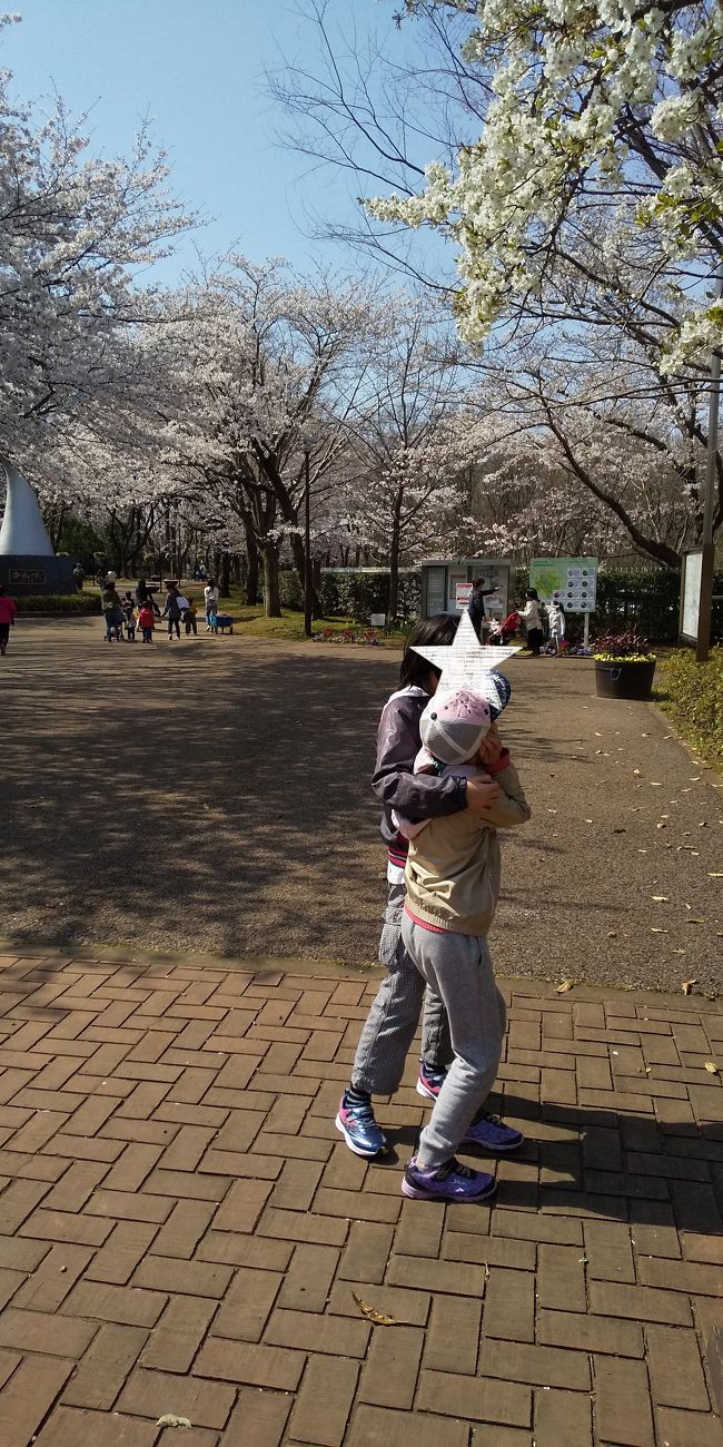 春の一日 コロナと桜と子供たち 旅行に行けない私たち 年3月26日木曜日 船橋 習志野 千葉県 の旅行記 ブログ By 13tomoさん フォートラベル
