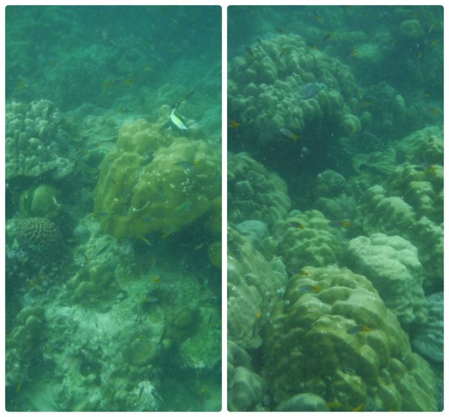 海の中はそこそこ綺麗<br />魚もまあまあいます。