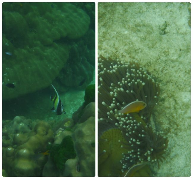 ツノダシやクマノミ類も