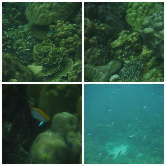 珊瑚は少な目でした。<br /><br />小魚の大群に襲われたり!?<br />楽しめました。