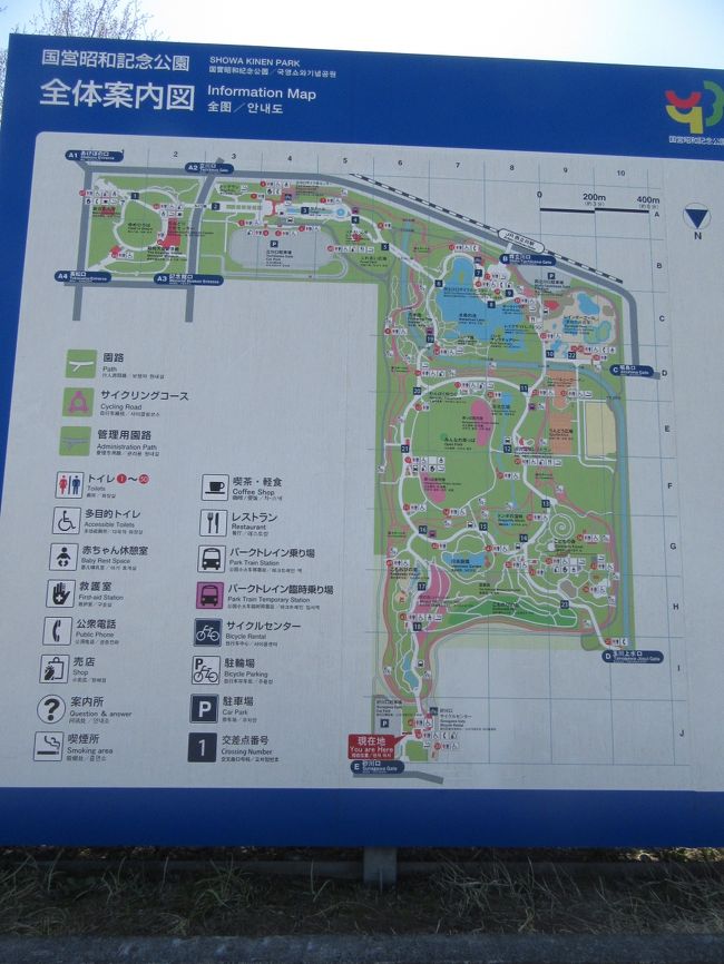 昭和記念公園の花見 Cherry blossom viewing in Showa Kinen