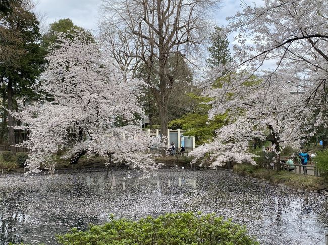 3月末 新型コロナ肺炎で外出自粛時の井の頭公園 満開の桜と雪景色 吉祥寺 三鷹 東京 の旅行記 ブログ By りんごうさぎさん フォートラベル 3月末 新型コロナ肺炎で外出自粛時の井の頭公園 満開の桜と雪景色 吉祥寺 三鷹 東京 の旅行記 ブログ By りんごうさぎさん フォートラベル
