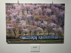 「春の夢」
川上村五所平か
信濃川上あたりかな
桜の種類、色とりどりの桜のバックがいい
観光列車ハイライン１３７５が走り抜ける