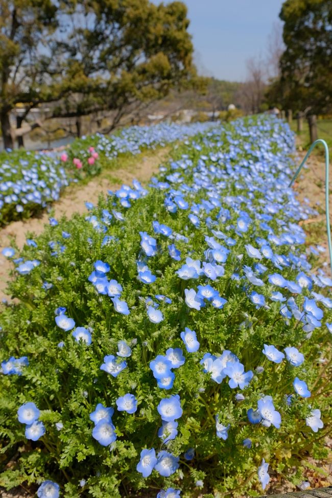 咲き始めの桜が見たくて近場の万博公園へ 吹田 万博公園 大阪 の旅行記 ブログ By Akikoさん フォートラベル