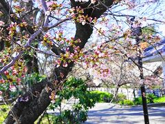 こちらの桜は岡崎公園入口あたりの木。まだこれから開きそう。
たくさんのふくらんだつぼみがあるので、たくさん桜が開きそうです。きっともう今頃は開花してるでしょうね。
