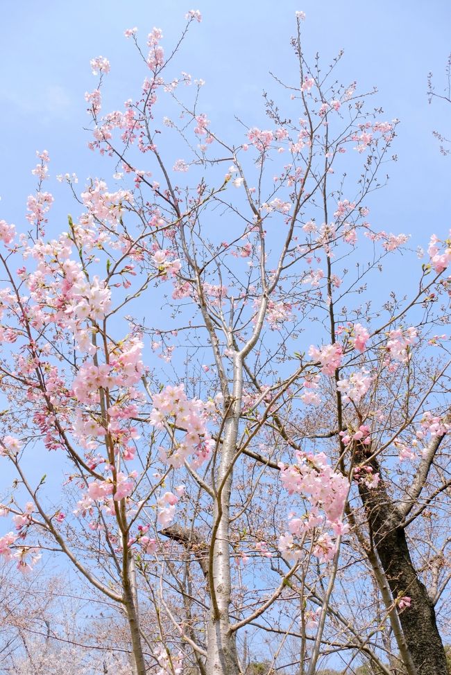 咲き始めの桜が見たくて近場の万博公園へ 吹田 万博公園 大阪 の旅行記 ブログ By Akikoさん フォートラベル 咲き始めの桜が見たくて近場の万博公園へ 吹田 万博公園 大阪 の旅行記 ブログ By Akikoさん フォートラベル