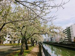 帷子公園の白い桜