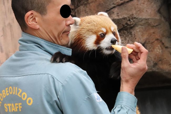 姫路 神戸レッサーパンダ遠征 ９ 王子動物園前編 レッサーパンダとコアラ編 関西ファンさんのおかげでハイライトシーンをほぼ制覇 御影 灘 兵庫県 の旅行記 ブログ By まみさん フォートラベル