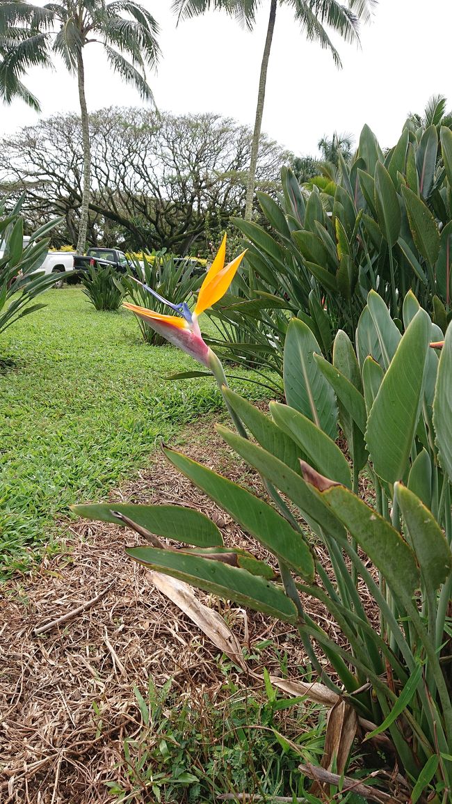 これはゴクラクチョウ。<br />はぁ～いいわあ