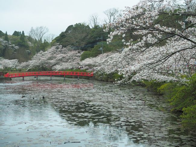 ひっそりと見る桜 昭和の森公園と茂原公園 千葉市 千葉県 の旅行記 ブログ By みささん フォートラベル ひっそりと見る桜 昭和の森公園と茂原公園 千葉市 千葉県 の旅行記 ブログ By みささん フォートラベル