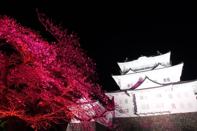 ちょこっと桜と小田原城ライトアップ 小田原 神奈川県 の旅行記 ブログ By Thierryさん フォートラベル