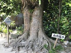 夫婦福木に夫婦仲良く過ごせるようお願いしました。
このひとり旅のおかげで険悪なムードになりつつありますので。汗