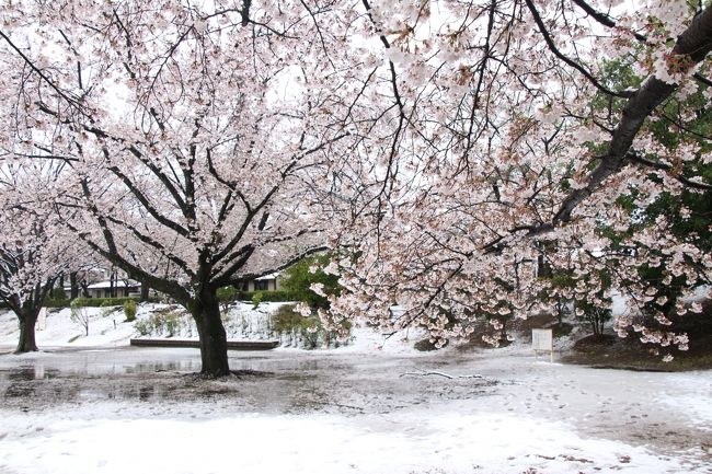 雪上がりの散り始めの満開の桜散策 雪がやんだあとはあっという間に溶け始めた春の幻想 埼玉県の旅行記 ブログ By まみさん フォートラベル