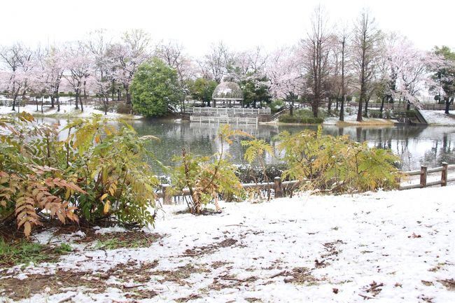 雪上がりの散り始めの満開の桜散策 雪がやんだあとはあっという間に溶け始めた春の幻想 埼玉県の旅行記 ブログ By まみさん フォートラベル 雪上がりの散り始めの満開の桜散策 雪がやんだあとはあっという間に溶け始めた春の幻想 埼玉県の旅行記 ブログ By まみさん フォートラベル