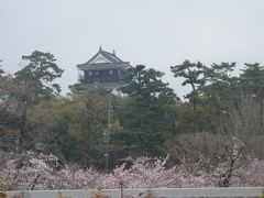 岡崎公園は桜が満開でした。
（でも，今日は雨なので，割愛。）