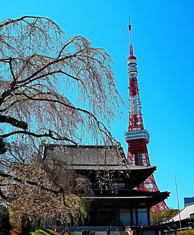 芝公園-1 増上寺・東京タワーあたり/大門駅～歩いて ☆桜の名所-絶好の花見日和に』浜松町・竹芝(東京)の旅行記・ブログ by  マキタン２さん【フォートラベル】