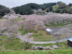 いこいの広場内の風景、沢山の桜が開花しています
おまつり用にテントも張られているのですが…