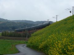 ＪＲ日豊線　八坂鉄橋と菜の花