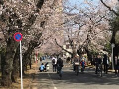 まずは３月２２日。午後にちょっとだけ
「どこそこで桜が咲き出しました」とNHKが盛んに報じています。それって、行きなさいってことかしら？そんな放送見たら誰だって行きたくなりますよね！？（笑）
というわけで、ご近所の谷中霊園の桜並木へ

