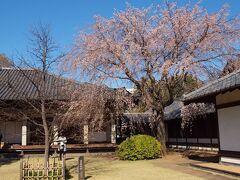 谷中天王寺
谷中霊園の桜並木の先にある天王寺の境内も花盛りでした。
本堂横の早咲きの枝垂れ桜は終わりかけですが、遠目にはなんとかきれいです♪

