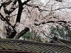 ご近所の大名時計博物館にも染井吉野が咲きました。

