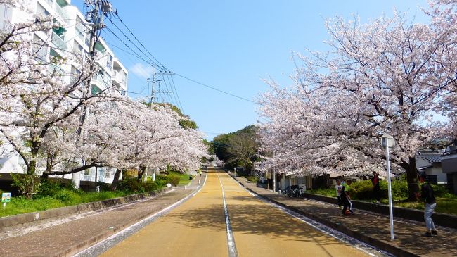 2020年 春 福岡市 桜名所巡り シェアサイクル利用で西公園に移動編 博多 福岡県 の旅行記 ブログ By Masapiさん フォートラベル 2020年 春 福岡市 桜名所巡り シェアサイクル利用で西公園に移動編 博多 福岡県 の旅行記 ブログ By Masapiさん フォートラベル