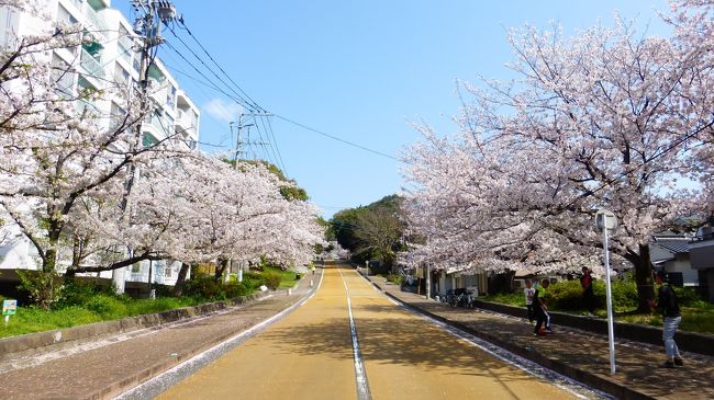 ２０２０年 春 福岡市 桜名所巡り シェアサイクル利用で西公園に移動編 博多 福岡県 の旅行記 ブログ By Masapiさん フォートラベル